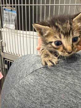 Tootles -  Domestic Short Hair Cat for Adoption in Denham Springs, Louisiana - Tootles | PetCurious