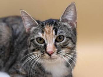 Talula -  Domestic Short Hair Cat for Adoption in Portland, Oregon - Talula | PetCurious