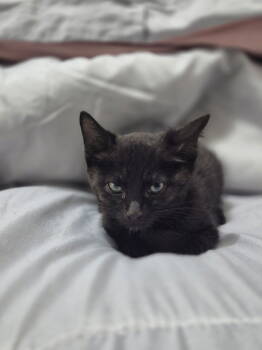 Rescue Domestic Short Hair Cats for Adoption in Oviedo, Florida - Enzo | PetCurious