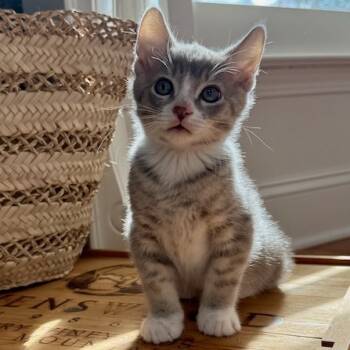 Rescue Domestic Medium Hair Cats for Adoption in Pleasanton, California - Schroeder | PetCurious