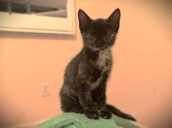 Kinley -  Tortoiseshell Cat for Adoption in Fort Myers, Florida - Kinley | PetCurious