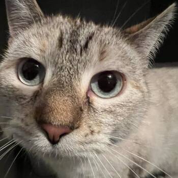 Domestic Short Hair Cats Available for Adoption - Precious And Mozzarella  | PetCurious