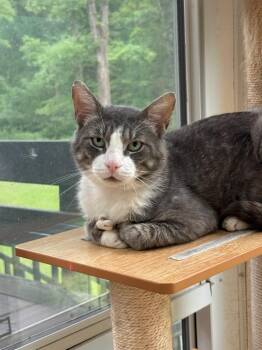 Dmitri -  Domestic Short Hair Cat for Adoption in New Milford, Connecticut - Dmitri | PetCurious