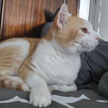 Xander -  Domestic Short Hair Cat for Adoption in Eagle Mountain, Utah - Xander | PetCurious