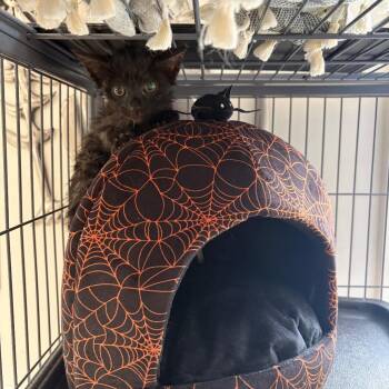 Spyder -  Domestic Short Hair Cat for Adoption in Granville, Ohio - Spyder | PetCurious