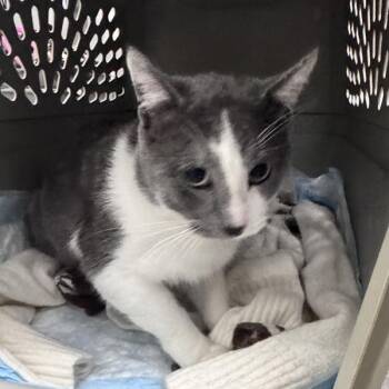 Domestic Short Hair Cats Available for Adoption - Marlin | PetCurious