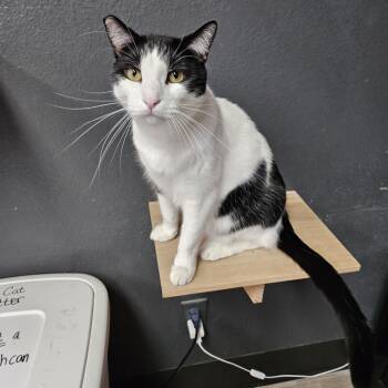 Rescue Domestic Short Hair Cats for Adoption in Las Vegas, Nevada - Kevin | PetCurious