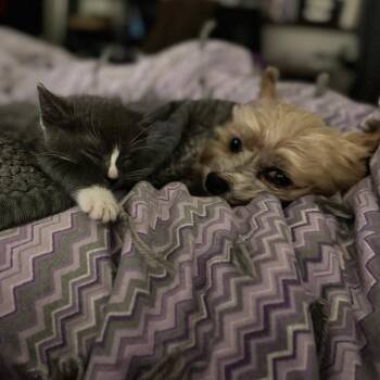 Cinco -  Domestic Short Hair Cat for Adoption in Los Angeles, California - Cinco | PetCurious