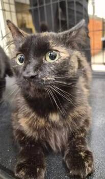 ELENA -  Domestic Medium Hair Cat for Adoption in Fort Myers, Florida - ELENA | PetCurious