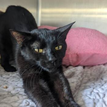Cloud -  Domestic Short Hair Cat for Adoption in Spokane, Washington - Cloud | PetCurious