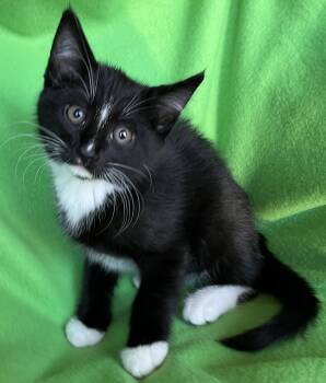 Zorro -  Tuxedo Cat for Adoption in Hood River, Oregon - Zorro | PetCurious