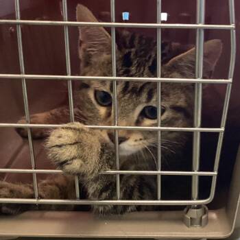 Oakleigh -  Domestic Short Hair Cat for Adoption in Montgomery, Alabama - Oakleigh | PetCurious