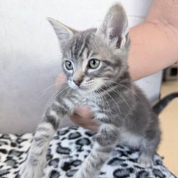Domestic Short Hair Cats Available for Adoption in Medford, Oregon - Zeke | PetCurious
