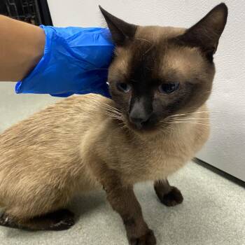 Kahlua -  Siamese Cat for Adoption in Westminster, California - Kahlua | PetCurious