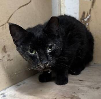 Lint Trap -  Domestic Short Hair Cat for Adoption in Fishers, Indiana - Lint Trap | PetCurious