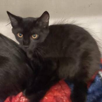 0962-C26 -  Domestic Medium Hair Cat for Adoption in Port Charlotte, Florida - 0962-C26 | PetCurious