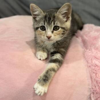 Domestic Short Hair Cats Available for Adoption in Denison, Texas - Moxie | PetCurious