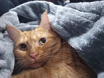 Rescue Domestic Short Hair Cats for Adoption in Chehalis, Washington - Mia | PetCurious