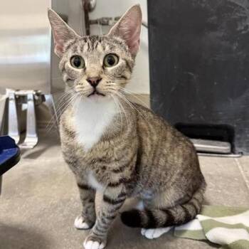 Chestnut -  Domestic Short Hair Cat for Adoption in Bentonville, Arkansas - Chestnut | PetCurious