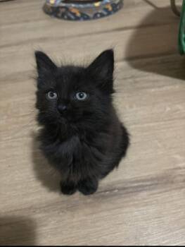 Clove -  Domestic Medium Hair Cat for Adoption in Vancouver, Washington - Clove | PetCurious