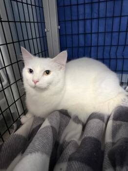 Meadow -  Domestic Short Hair Cat for Adoption in West Mifflin, Pennsylvania - Meadow | PetCurious