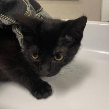 Birthday Cake -  Domestic Short Hair Cat for Adoption in Chicago, Illinois - Birthday Cake | PetCurious