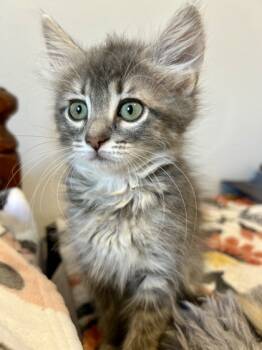 Rescue Domestic Short Hair Cats for Adoption in Morton Grove, Illinois - Ruby Rose | PetCurious