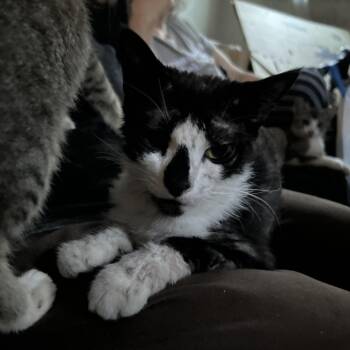 Wednesday -  Domestic Short Hair Cat for Adoption in Philadelphia, Pennsylvania - Wednesday | PetCurious