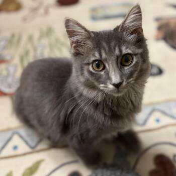 Sugar -  Domestic Medium Hair Cat for Adoption - Sugar | PetCurious