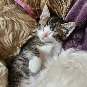 Rescue Domestic Short Hair Cats for Adoption in Elfin Forest, California - Elvis | PetCurious