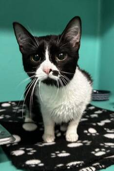 Ludacris 1yr -  Domestic Short Hair Cat for Adoption in Sterling, Massachusetts - Ludacris 1yr | PetCurious