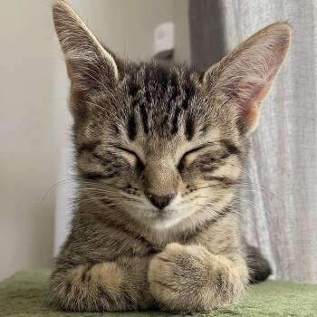 Theodora -  Domestic Short Hair Cat for Adoption in San Tan Valley, Arizona - Theodora | PetCurious