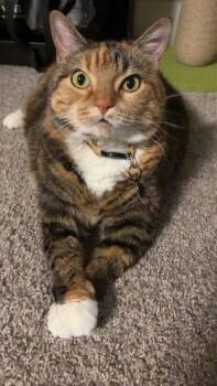Giavanna -  Domestic Short Hair Cat for Adoption in Battle Ground, Washington - Giavanna | PetCurious