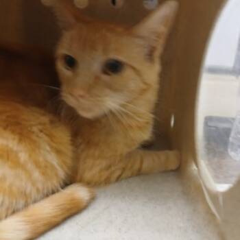 Rescue Domestic Short Hair Cats for Adoption in Apple Valley, California - Hunter | PetCurious