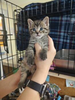 Eris (In Foster) -  Domestic Short Hair Cat for Adoption in Sanford, North Carolina - Eris (In Foster) | PetCurious