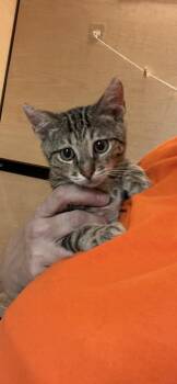 Domestic Short Hair and Bengal Cats Available for Adoption in Scottsdale, Arizona - Hunter | PetCurious