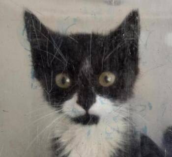 Frog -  Domestic Short Hair Cat for Adoption in Winnipeg, Manitoba - Frog | PetCurious