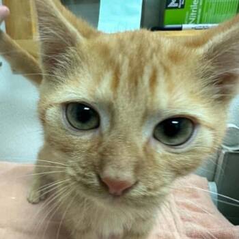 Persimmon -  Domestic Short Hair Cat for Adoption in Candler, North Carolina - Persimmon | PetCurious
