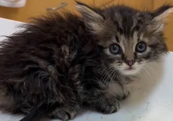 WINNIE -  Domestic Long Hair Cat for Adoption in Elizabethton, Tennessee - WINNIE | PetCurious