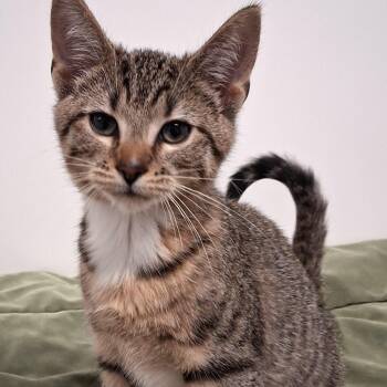Liam -  Domestic Short Hair Cat for Adoption in Belmont, New York - Liam | PetCurious