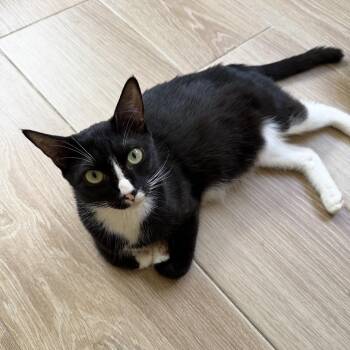 Domestic Short Hair Cats Available for Adoption in Hopkinton, Massachusetts - Rue | PetCurious