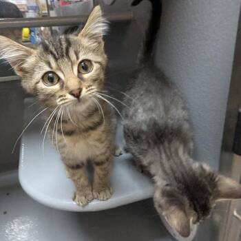 Sunny -  Domestic Short Hair Cat for Adoption in Canton, North Carolina - Sunny | PetCurious