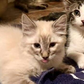 Donita -  Domestic Medium Hair Cat for Adoption in Las Vegas, Nevada - Donita | PetCurious