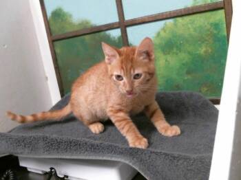 Domestic Short Hair Cats Available for Adoption in Houston, Texas - JACK | PetCurious