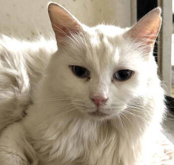 Rescue Domestic Medium Hair Cats for Adoption in Powder Springs, Georgia - BLU BARRY | PetCurious