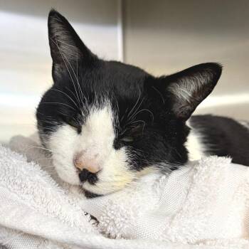 Domestic Short Hair Cats Available for Adoption - Mickey (Ares (19-2a-3)) | PetCurious