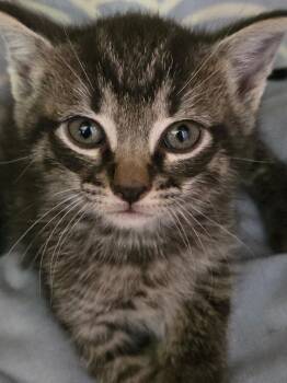 Domestic Short Hair Cats Available for Adoption in Cambridge, Maryland - Deigo | PetCurious