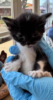 PABLO -  Domestic Short Hair Cat for Adoption in San Antonio, Texas - PABLO | PetCurious
