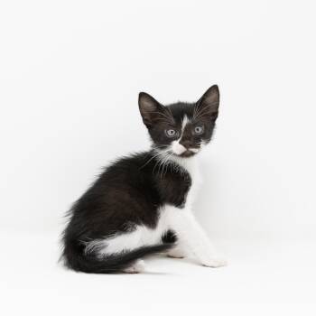 Tuxedo Cats Available for Adoption in Trophy Club, Texas - Byron Nelson | PetCurious