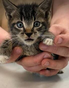 Rex -  Domestic Short Hair Cat for Adoption in Burgaw, North Carolina - Rex | PetCurious